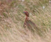 redgrouse1.jpg