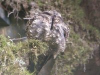 lyretailednightjar.jpg