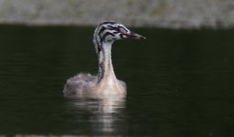 Great_Crested_Grebe_chick_Podiceps_cristatus_.jpg