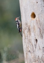 MSWoodpecker3800.jpg