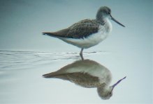 greenshank.jpg