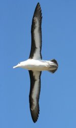 Black Browed Albatross (Saunders Island) 028.jpg