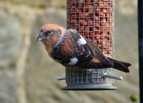 Two-Barred Crossbill, Bilsdale.jpg