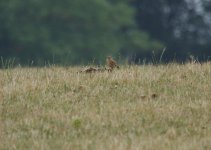 Wheatear 1.jpg