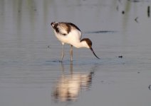 Pied_Avocet_Recurvirostra_avosetta_juv.JPG