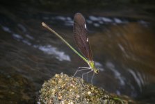 DSCN7548 Chinese Greenwing.jpg