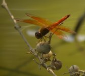 DSCN7593 Asian Amberwing.jpg