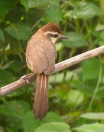 DSCN7242 White-browed Laughingthrush bf.jpg