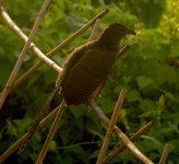 DSCN7240 juv Gtr Coucal bf.jpg