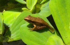 DSCN7137 tailed froglet bf.jpg