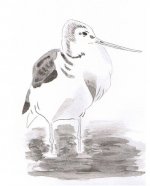 Greenshank.jpg