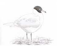 Med Gull.jpg