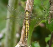 BLACK TAILED SKIMMER (F).jpg