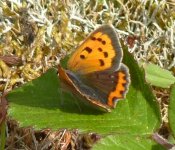 SMALL COPPER.jpg