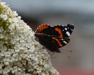 RED ADMIRAL.jpg