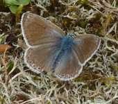 COMMON BLUE (F).jpg