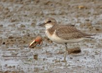 greater sandplover nb P300 swzm50x DSCN0244.jpg