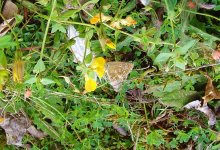 Brown Argus UW 130811.jpg