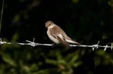 Flycatcher Pied (fem- ficedula hypoleuca) 3 1st year Sigri Fields Lesvos 070511LQ.jpg