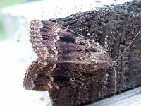 moth 1st FL hide.jpg