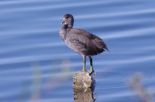 Juvenile American Coot (small).jpg