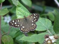 Speckled Wood.jpg