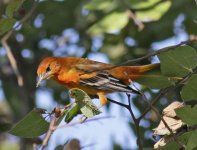 Baltimore Oriole_0239a_filtered.jpg