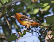 Baltimore Oriole_0251a_filtered.jpg