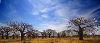 Baobabs.JPG