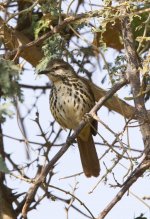 SpottedPalmThrush.JPG