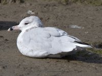 gull_2552.jpg