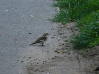 UEA snow bunting behind Victory House 21 Sept 2011.jpg