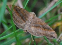 Shaded Broad-bar - Scotopteryx chenopodiata.jpg