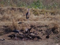 Vultures 1 P1010835.JPG