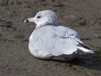 gull_2546.jpg