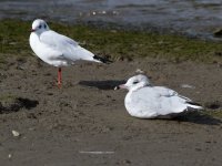 gull_2549.jpg