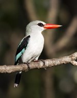 MangroveKingfisher.JPG