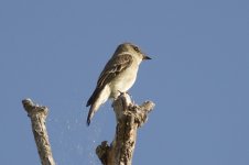 Flycatcher01.jpg