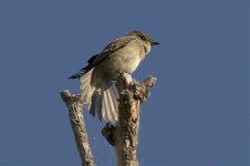 Flycatcher05.jpg