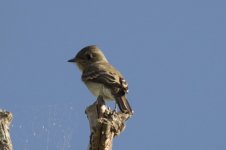 Flycatcher02.jpg