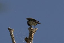 Flycatcher07.jpg