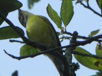 2011 09 05_4521_unknown yellow warbler.jpg