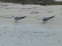 2011 09 05_4600-unknown terns.jpg