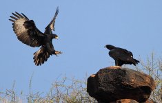 Verreaux's Eagle pair.jpg