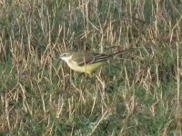 Yellow Wagtail.JPG