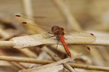 Common Darter_M_resize.jpg