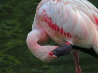 flamingo groom sx40hs IMG_2451.jpg