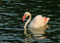 flamingo sx40hs IMG_2928.jpg