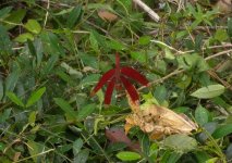 DSCN7563 Russet Percher.jpg