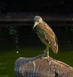 bc night heron imm sx40hs 840mm IMG_2969.jpg